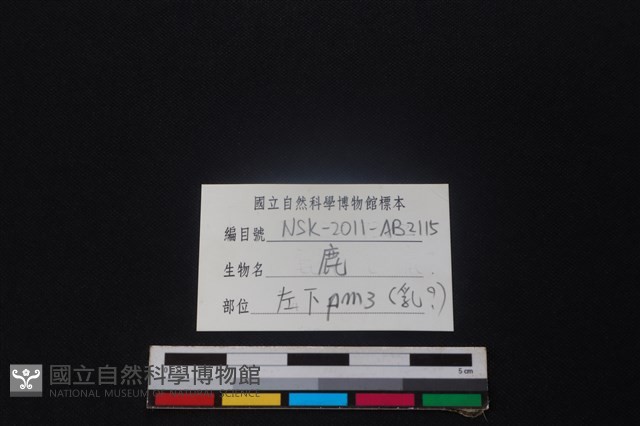 鹿骨藏品圖，第3張