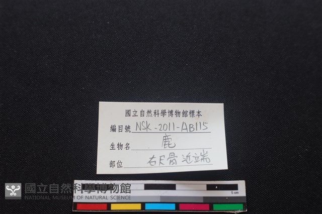 梅花鹿骨藏品圖，第3張