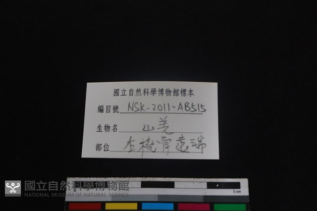 山羌骨藏品圖，第3張