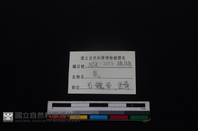 梅花鹿骨藏品圖，第3張