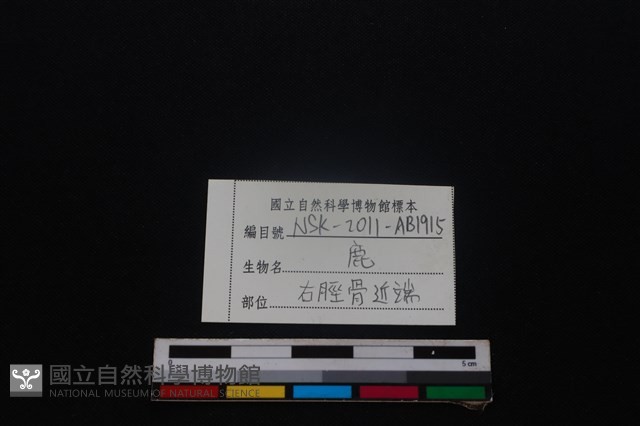 梅花鹿骨藏品圖，第3張