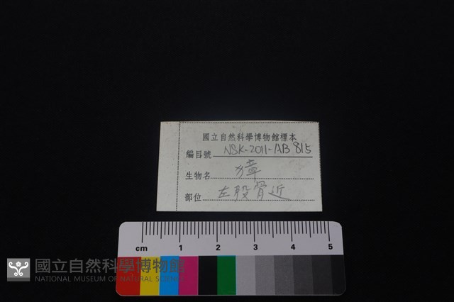 獐骨藏品圖，第3張