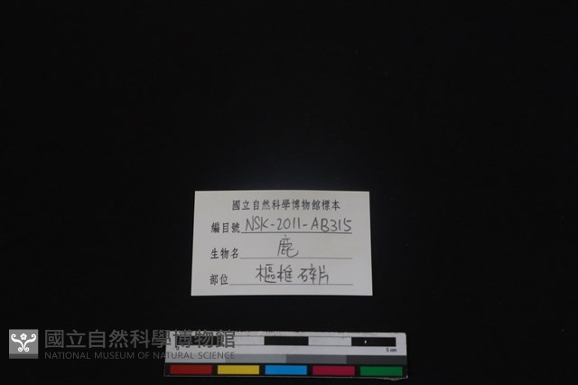 梅花鹿骨藏品圖，第3張