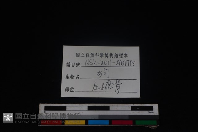 狗骨藏品圖，第3張