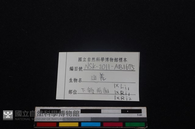 山羌骨藏品圖，第3張