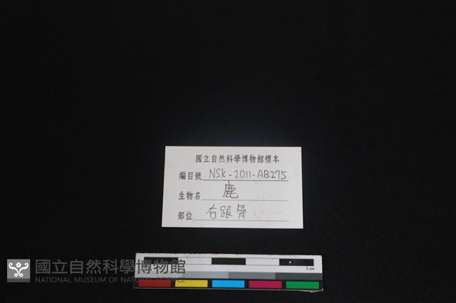 梅花鹿骨藏品圖，第3張