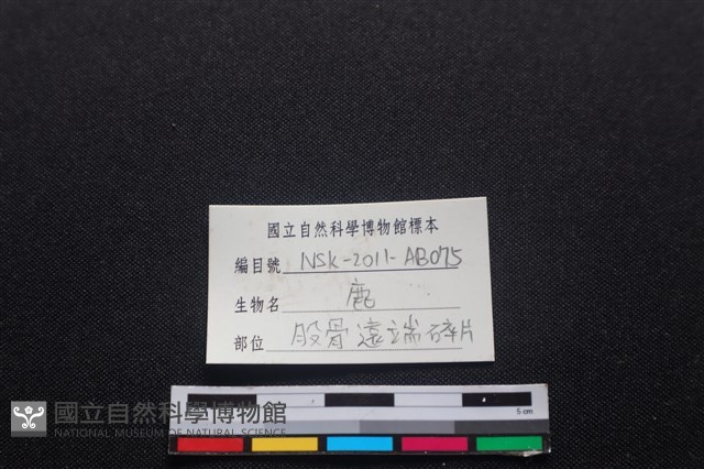 梅花鹿骨藏品圖，第3張