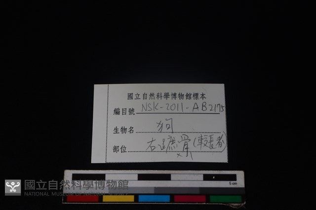 狗骨藏品圖，第3張
