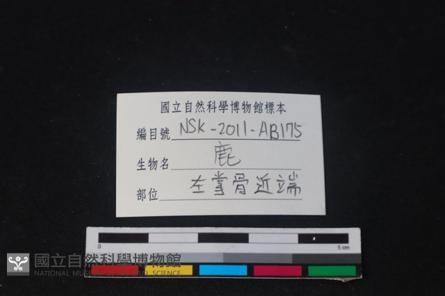 梅花鹿骨藏品圖，第3張