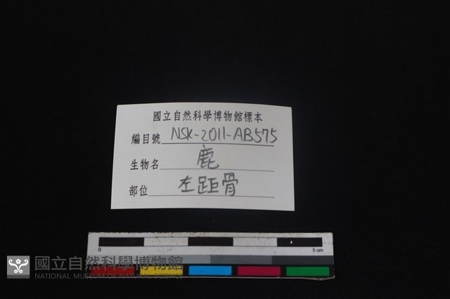 梅花鹿骨藏品圖，第3張