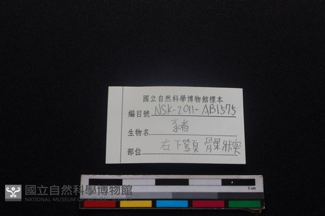 豬骨藏品圖，第3張