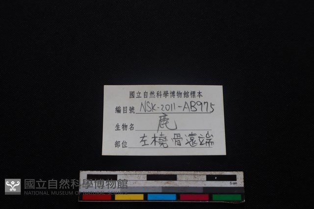 梅花鹿骨藏品圖，第3張