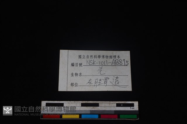山羌骨藏品圖，第3張