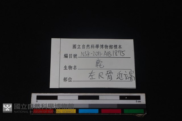 梅花鹿骨藏品圖，第3張