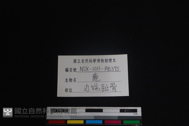 梅花鹿骨藏品圖，第3張