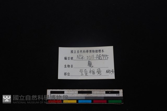 梅花鹿骨藏品圖，第3張