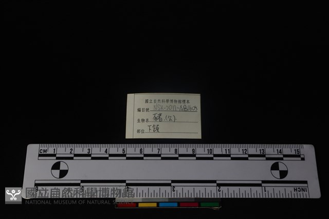 豬骨藏品圖，第3張