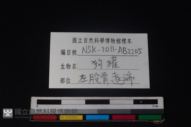 狗獾骨藏品圖，第3張