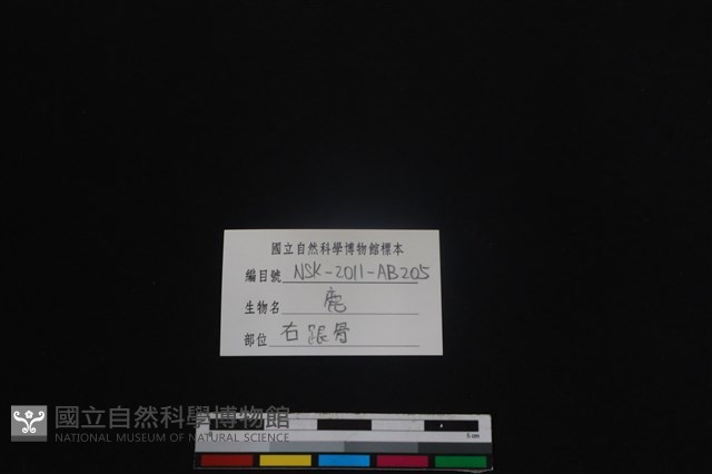 梅花鹿骨藏品圖，第3張