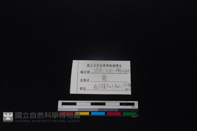 梅花鹿骨藏品圖，第3張