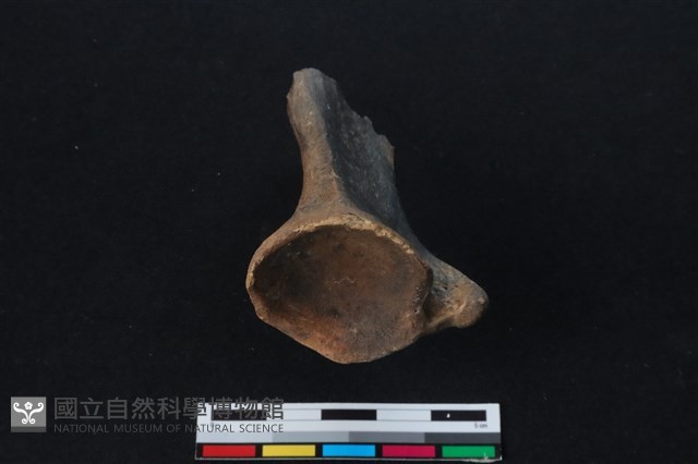 梅花鹿骨藏品圖，第3張
