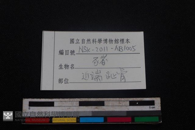豬骨藏品圖，第3張