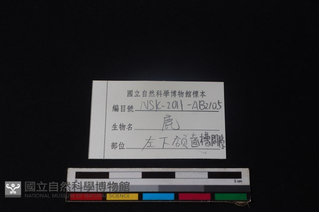 鹿骨藏品圖，第3張