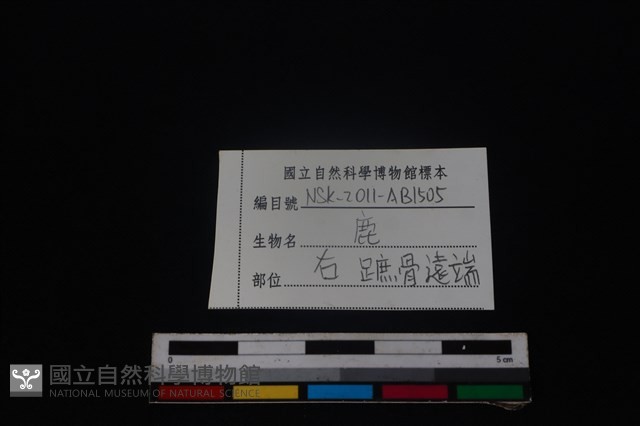 梅花鹿骨藏品圖，第3張