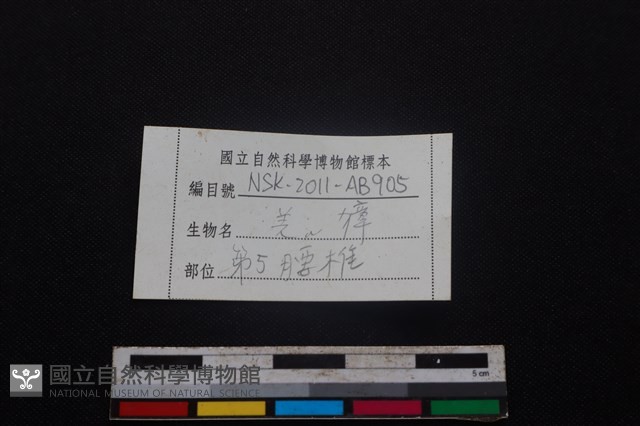 鹿科骨藏品圖，第3張