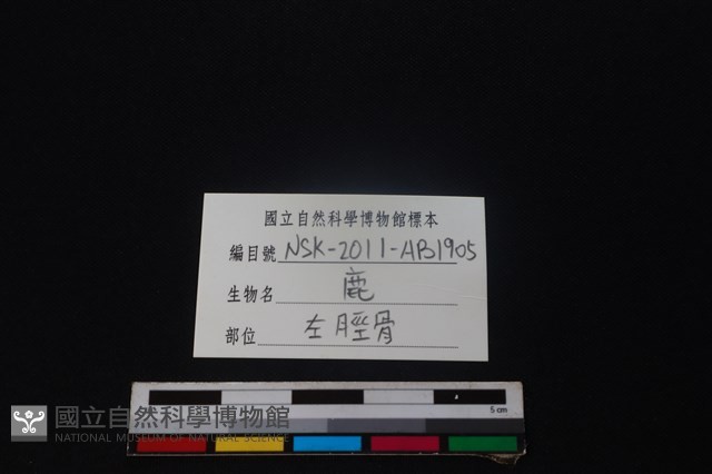 梅花鹿骨藏品圖，第3張