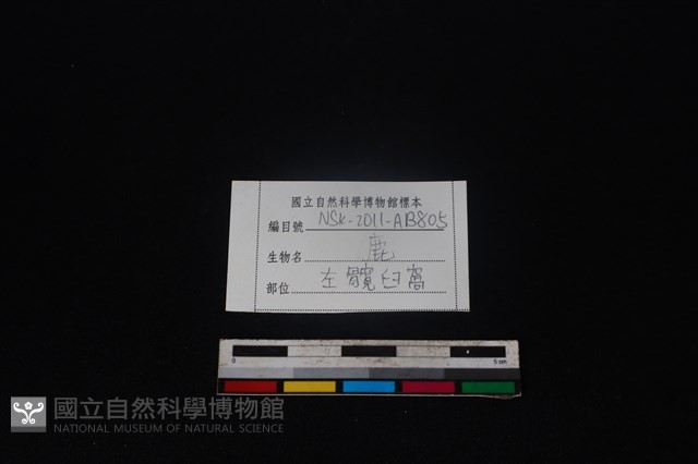 梅花鹿骨藏品圖，第3張