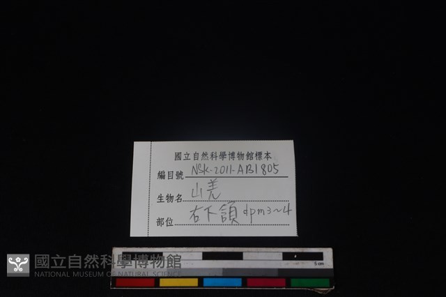 山羌骨藏品圖，第3張