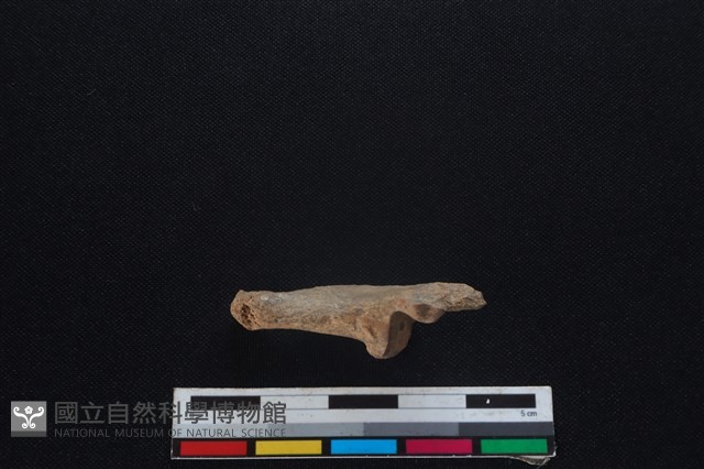 山羌骨藏品圖，第3張