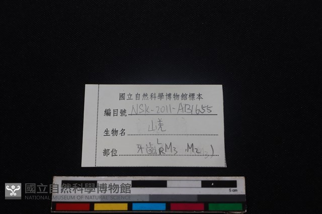 獐骨藏品圖，第3張