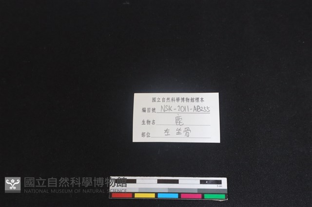 梅花鹿骨藏品圖，第3張