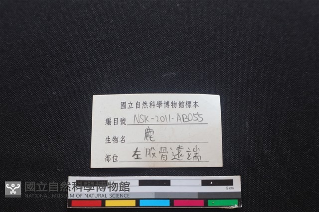 梅花鹿骨藏品圖，第3張