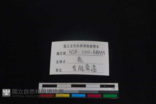 梅花鹿骨藏品圖，第3張