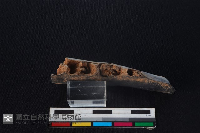 梅花鹿骨藏品圖，第3張