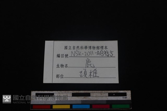 梅花鹿骨藏品圖，第3張