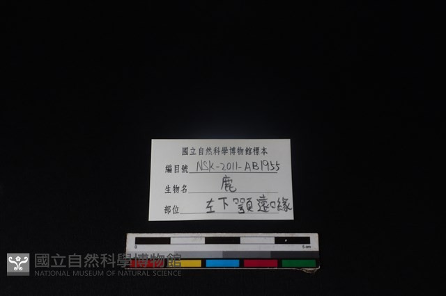 梅花鹿骨藏品圖，第3張