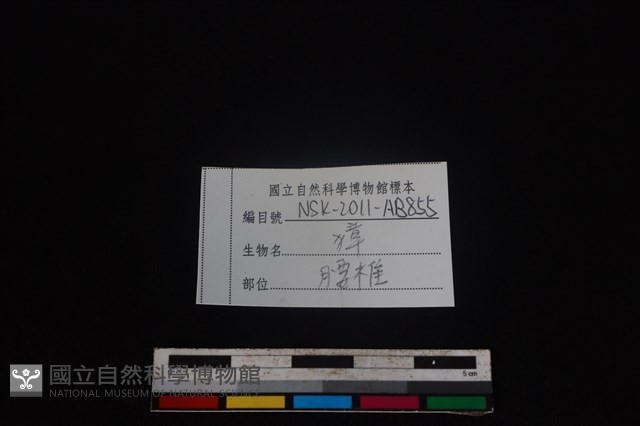 獐骨藏品圖，第3張