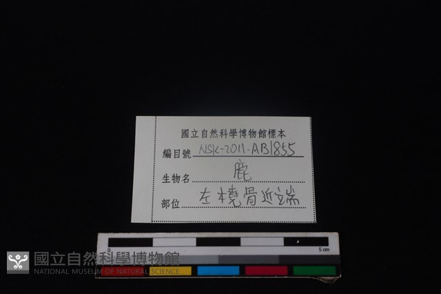 梅花鹿骨藏品圖，第3張