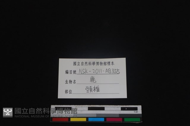 梅花鹿骨藏品圖，第3張