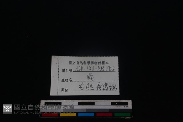 梅花鹿骨藏品圖，第3張