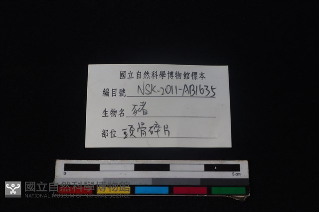 豬骨藏品圖，第3張