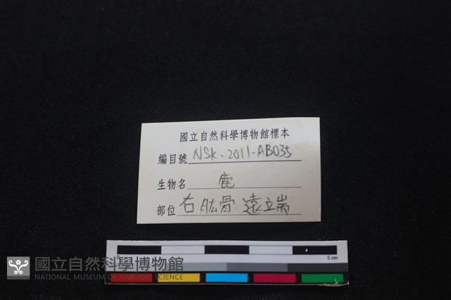 梅花鹿骨藏品圖，第3張