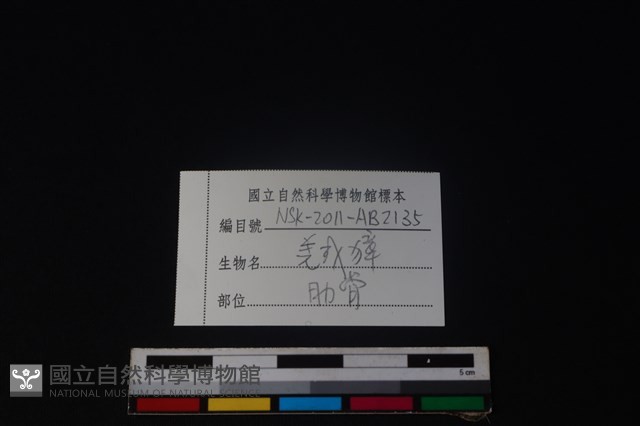 羌或獐骨藏品圖，第3張