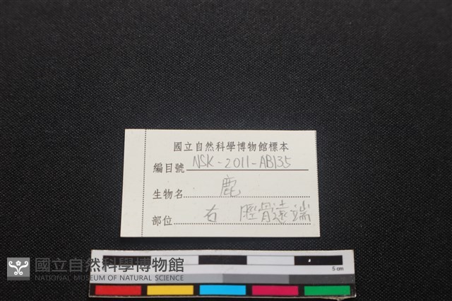 梅花鹿骨藏品圖，第3張