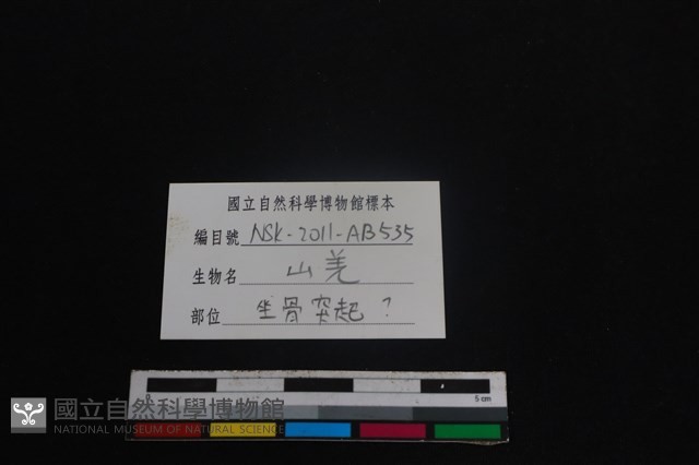 山羌骨藏品圖，第3張