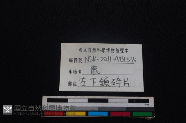 梅花鹿骨藏品圖，第3張